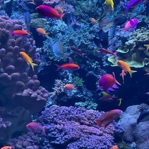 Meet your Posher, Julia